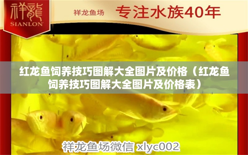 紅龍魚飼養(yǎng)技巧圖解大全圖片及價格（紅龍魚飼養(yǎng)技巧圖解大全圖片及價格表）