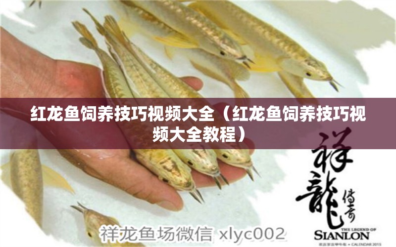 紅龍魚飼養(yǎng)技巧視頻大全（紅龍魚飼養(yǎng)技巧視頻大全教程）