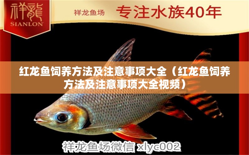 紅龍魚飼養(yǎng)方法及注意事項(xiàng)大全（紅龍魚飼養(yǎng)方法及注意事項(xiàng)大全視頻） 印尼紅龍魚