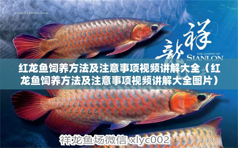 紅龍魚飼養(yǎng)方法及注意事項視頻講解大全（紅龍魚飼養(yǎng)方法及注意事項視頻講解大全圖片） 龍魚百科