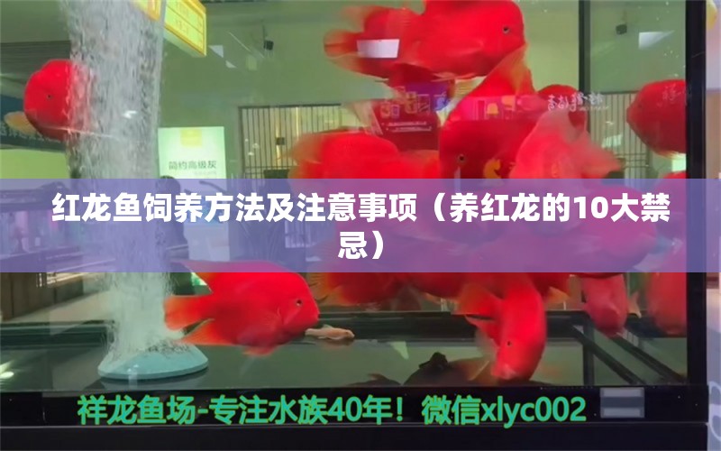 紅龍魚飼養(yǎng)方法及注意事項(xiàng)（養(yǎng)紅龍的10大禁忌） 印尼紅龍魚