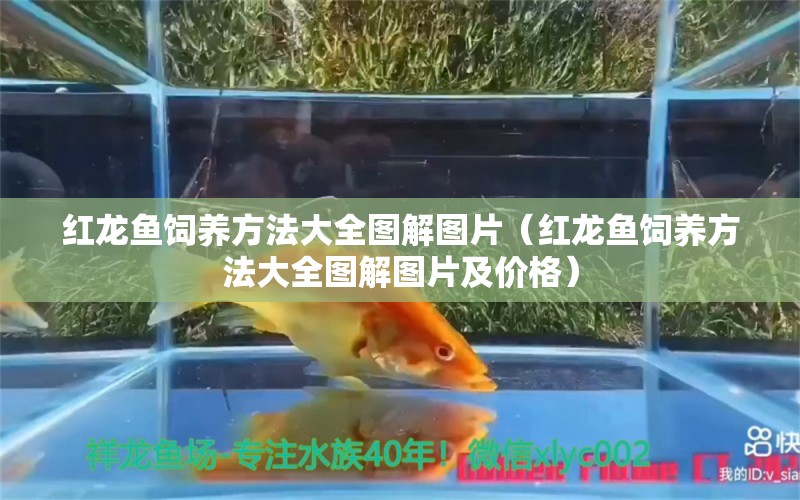 紅龍魚(yú)飼養(yǎng)方法大全圖解圖片（紅龍魚(yú)飼養(yǎng)方法大全圖解圖片及價(jià)格） 龍魚(yú)百科