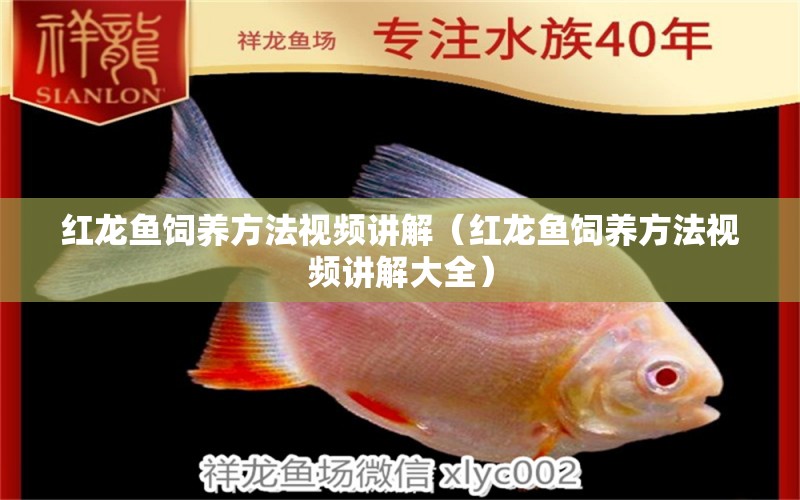 紅龍魚飼養(yǎng)方法視頻講解（紅龍魚飼養(yǎng)方法視頻講解大全）