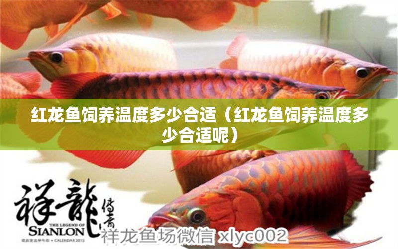 紅龍魚飼養(yǎng)溫度多少合適（紅龍魚飼養(yǎng)溫度多少合適呢）