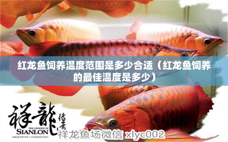 紅龍魚飼養(yǎng)溫度范圍是多少合適（紅龍魚飼養(yǎng)的最佳溫度是多少）