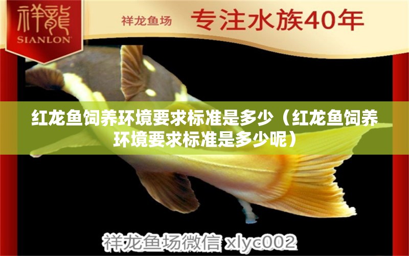 紅龍魚飼養(yǎng)環(huán)境要求標準是多少（紅龍魚飼養(yǎng)環(huán)境要求標準是多少呢）