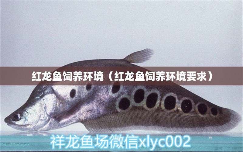 紅龍魚飼養(yǎng)環(huán)境（紅龍魚飼養(yǎng)環(huán)境要求）