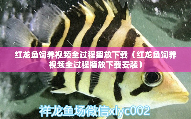 紅龍魚飼養(yǎng)視頻全過程播放下載（紅龍魚飼養(yǎng)視頻全過程播放下載安裝） 龍魚百科