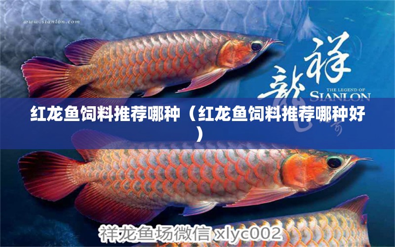 紅龍魚(yú)飼料推薦哪種（紅龍魚(yú)飼料推薦哪種好） 帝王血鉆魚(yú)