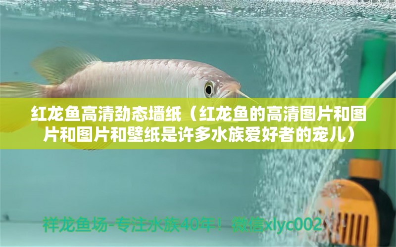 紅龍魚(yú)高清勁態(tài)墻紙（紅龍魚(yú)的高清圖片和圖片和圖片和壁紙是許多水族愛(ài)好者的寵兒）