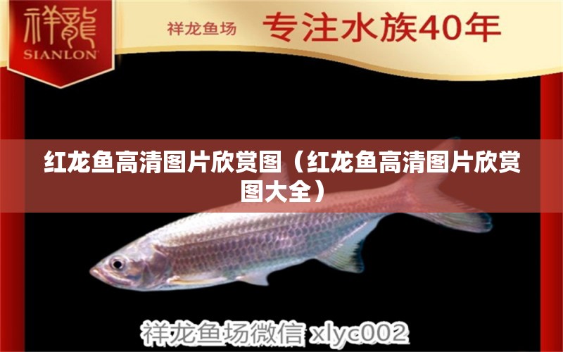 紅龍魚高清圖片欣賞圖（紅龍魚高清圖片欣賞圖大全）