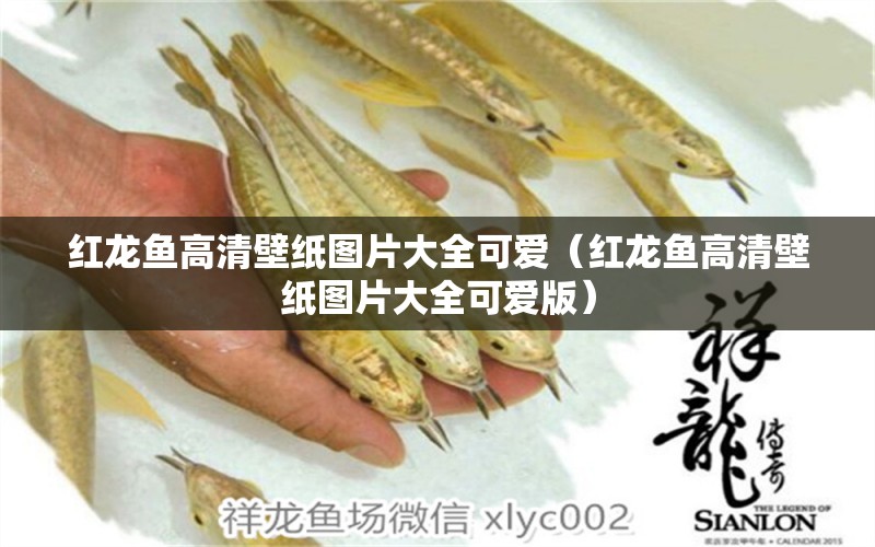 紅龍魚(yú)高清壁紙圖片大全可愛(ài)（紅龍魚(yú)高清壁紙圖片大全可愛(ài)版）