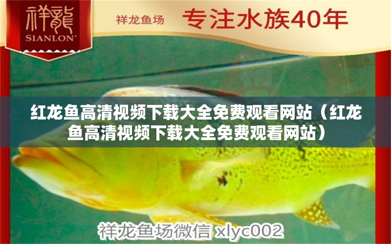 紅龍魚高清視頻下載大全免費(fèi)觀看網(wǎng)站（紅龍魚高清視頻下載大全免費(fèi)觀看網(wǎng)站）