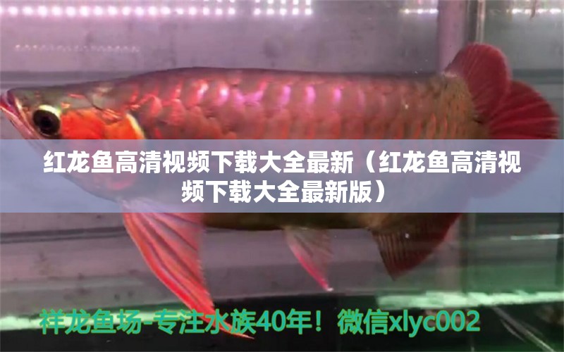 紅龍魚高清視頻下載大全最新（紅龍魚高清視頻下載大全最新版）