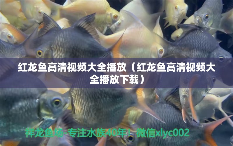 紅龍魚高清視頻大全播放（紅龍魚高清視頻大全播放下載） 龍魚百科