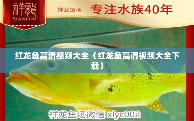 紅龍魚高清視頻大全（紅龍魚高清視頻大全下載） 印尼紅龍魚