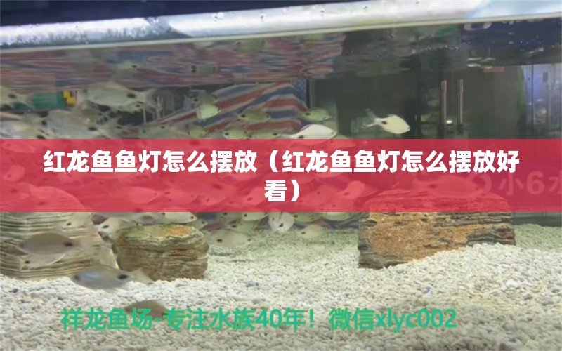 紅龍魚魚燈怎么擺放（紅龍魚魚燈怎么擺放好看）