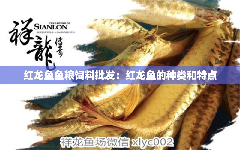 紅龍魚魚糧飼料批發(fā)：紅龍魚的種類和特點(diǎn)