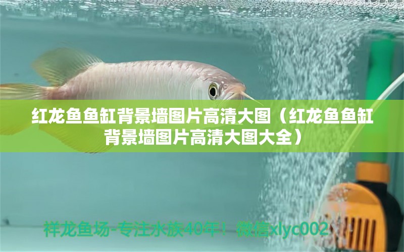 紅龍魚魚缸背景墻圖片高清大圖（紅龍魚魚缸背景墻圖片高清大圖大全）