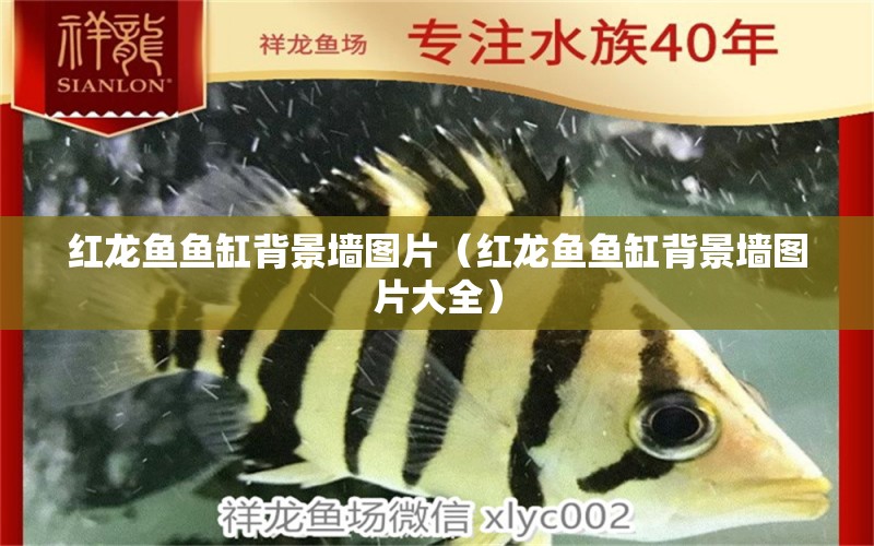 紅龍魚魚缸背景墻圖片（紅龍魚魚缸背景墻圖片大全）