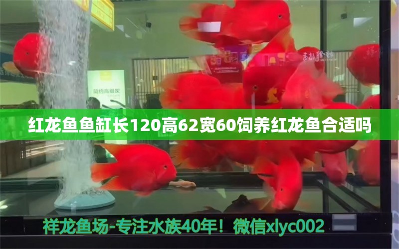 紅龍魚魚缸長(zhǎng)120高62寬60飼養(yǎng)紅龍魚合適嗎 養(yǎng)魚知識(shí)