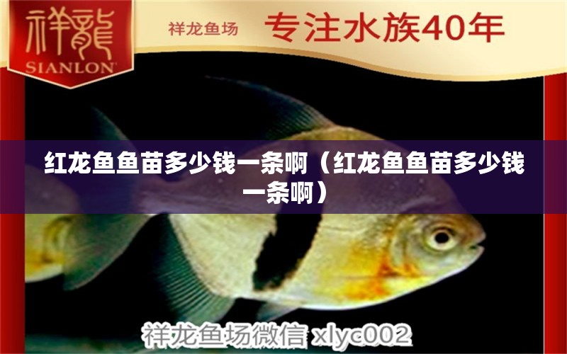 紅龍魚魚苗多少錢一條?。t龍魚魚苗多少錢一條?。? title=