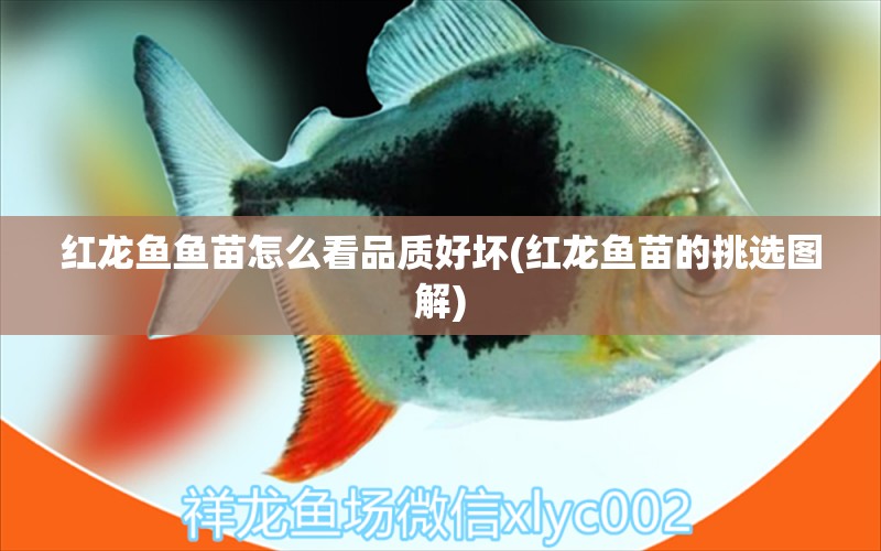 紅龍魚魚苗怎么看品質(zhì)好壞(紅龍魚苗的挑選圖解) 廣州祥龍國際水族貿(mào)易