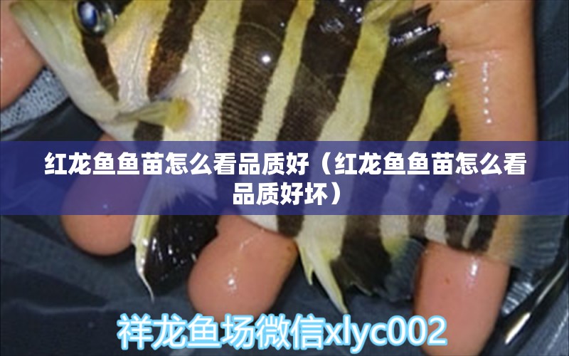 紅龍魚(yú)魚(yú)苗怎么看品質(zhì)好（紅龍魚(yú)魚(yú)苗怎么看品質(zhì)好壞） 印尼紅龍魚(yú)