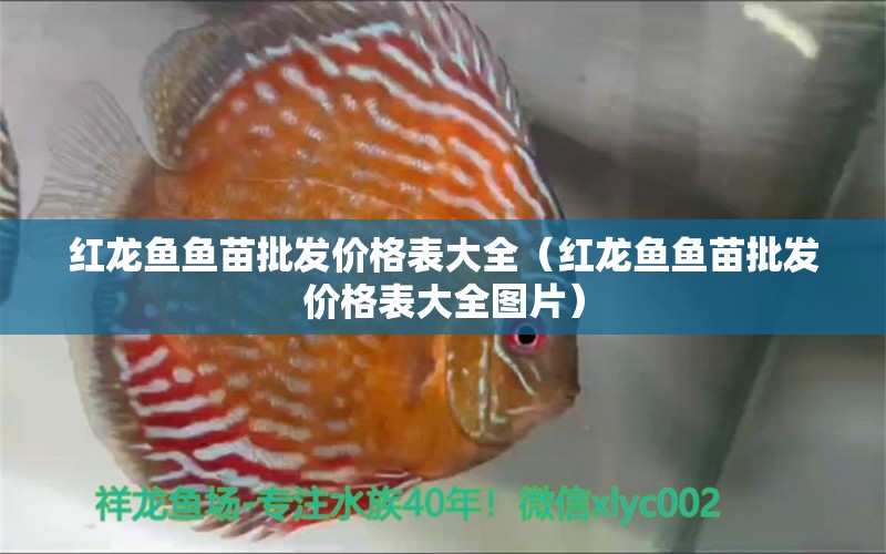 紅龍魚魚苗批發(fā)價(jià)格表大全（紅龍魚魚苗批發(fā)價(jià)格表大全圖片）