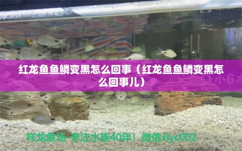 紅龍魚魚鱗變黑怎么回事（紅龍魚魚鱗變黑怎么回事兒）