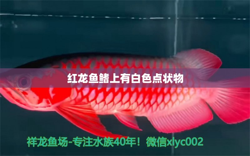 紅龍魚鰭上有白色點狀物 龍魚百科 第2張