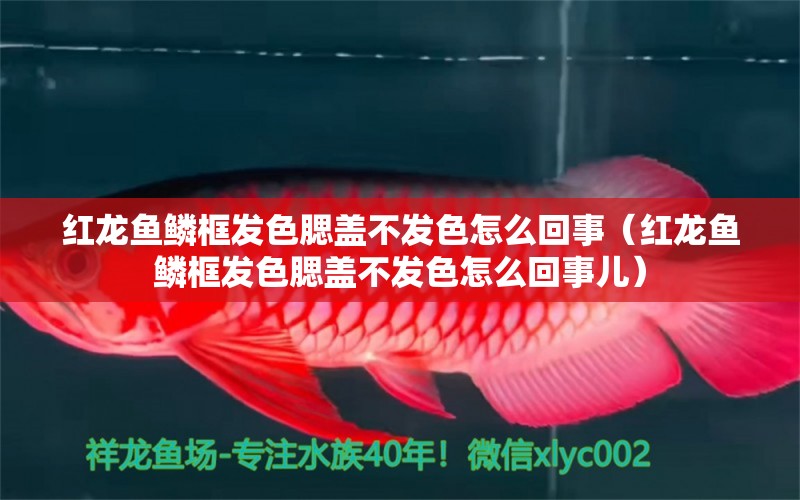 紅龍魚鱗框發(fā)色腮蓋不發(fā)色怎么回事（紅龍魚鱗框發(fā)色腮蓋不發(fā)色怎么回事兒） 印尼紅龍魚