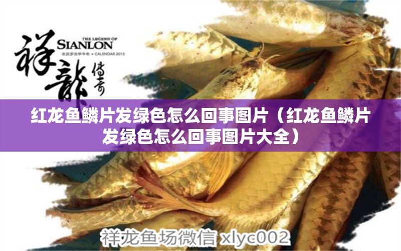 紅龍魚鱗片發(fā)綠色怎么回事圖片（紅龍魚鱗片發(fā)綠色怎么回事圖片大全） 紅龍魚魚糧飼料