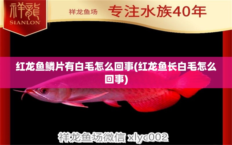 紅龍魚鱗片有白毛怎么回事(紅龍魚長白毛怎么回事)