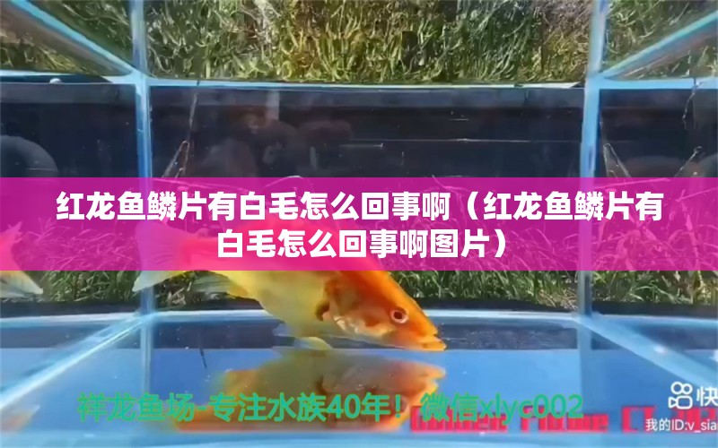 紅龍魚鱗片有白毛怎么回事?。t龍魚鱗片有白毛怎么回事啊圖片） 印尼紅龍魚