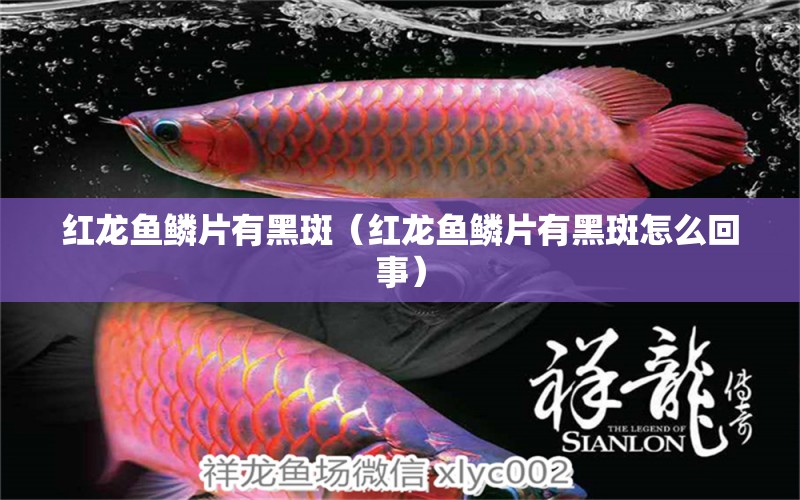 紅龍魚鱗片有黑斑（紅龍魚鱗片有黑斑怎么回事）