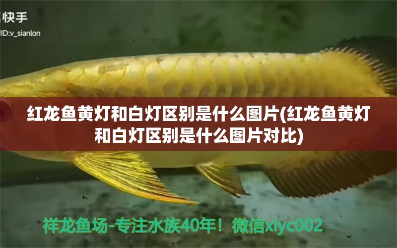 紅龍魚黃燈和白燈區(qū)別是什么圖片(紅龍魚黃燈和白燈區(qū)別是什么圖片對比) 超血紅龍魚