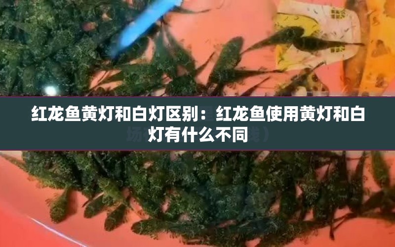 紅龍魚黃燈和白燈區(qū)別：紅龍魚使用黃燈和白燈有什么不同