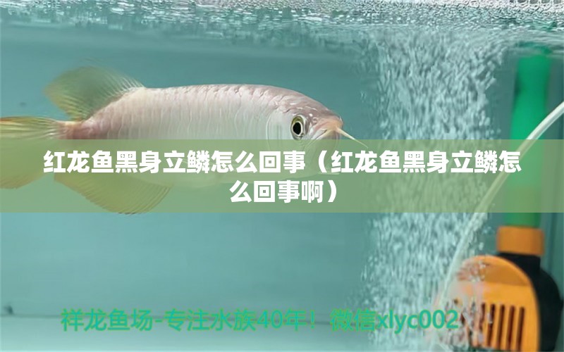 紅龍魚黑身立鱗怎么回事（紅龍魚黑身立鱗怎么回事?。? title=