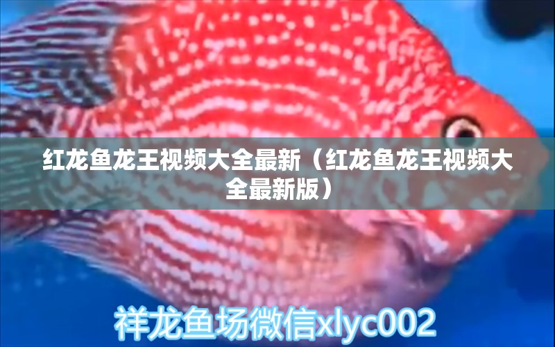 紅龍魚龍王視頻大全最新（紅龍魚龍王視頻大全最新版）