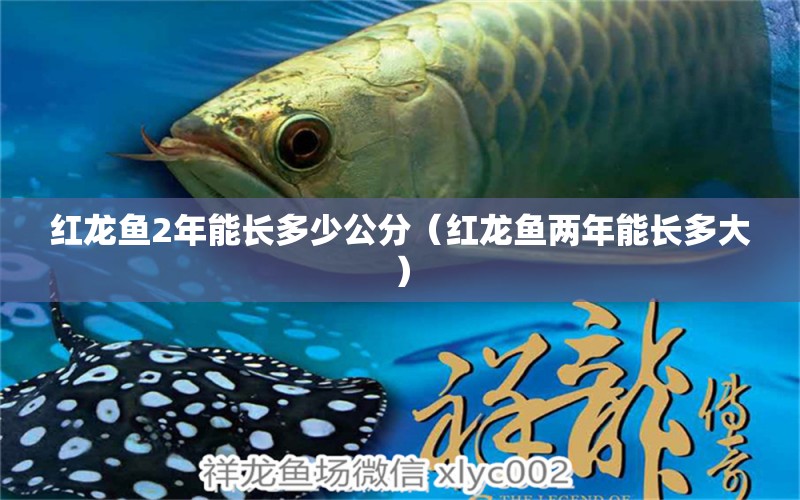 紅龍魚2年能長多少公分（紅龍魚兩年能長多大）