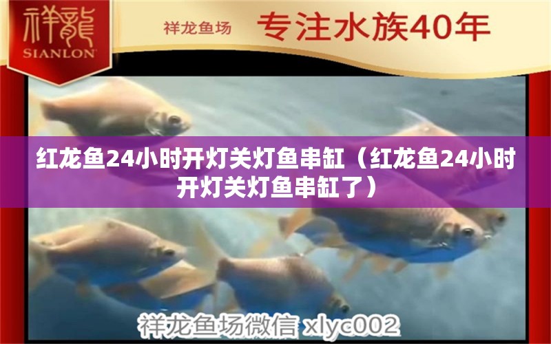 紅龍魚(yú)24小時(shí)開(kāi)燈關(guān)燈魚(yú)串缸（紅龍魚(yú)24小時(shí)開(kāi)燈關(guān)燈魚(yú)串缸了） 印尼紅龍魚(yú)