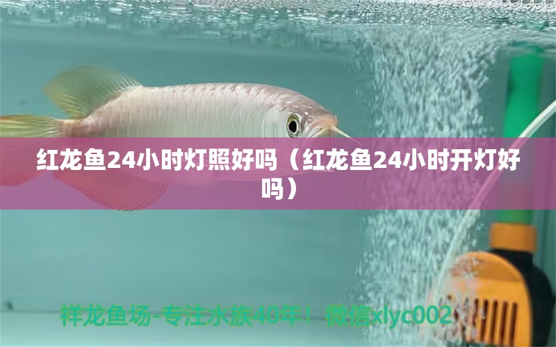 紅龍魚24小時燈照好嗎（紅龍魚24小時開燈好嗎）