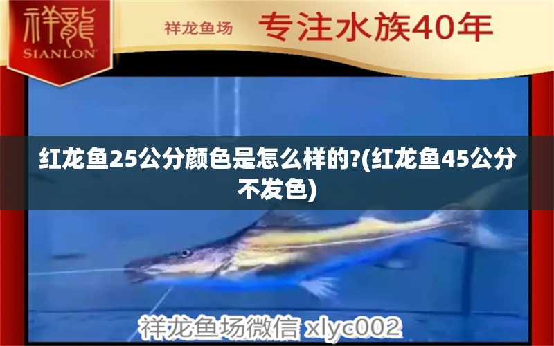 紅龍魚(yú)25公分顏色是怎么樣的?(紅龍魚(yú)45公分不發(fā)色) 金三間魚(yú) 第2張