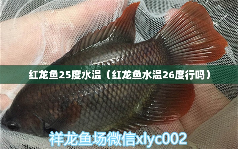 紅龍魚25度水溫（紅龍魚水溫26度行嗎） 巨骨舌魚