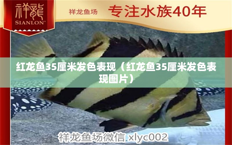 紅龍魚35厘米發(fā)色表現(xiàn)（紅龍魚35厘米發(fā)色表現(xiàn)圖片）