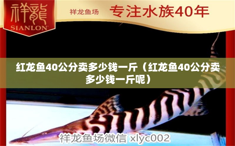 紅龍魚(yú)40公分賣(mài)多少錢(qián)一斤（紅龍魚(yú)40公分賣(mài)多少錢(qián)一斤呢）