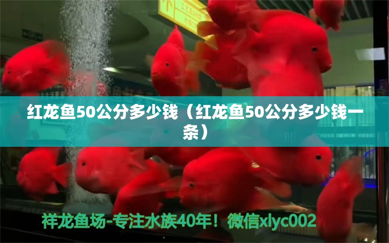 紅龍魚50公分多少錢（紅龍魚50公分多少錢一條）