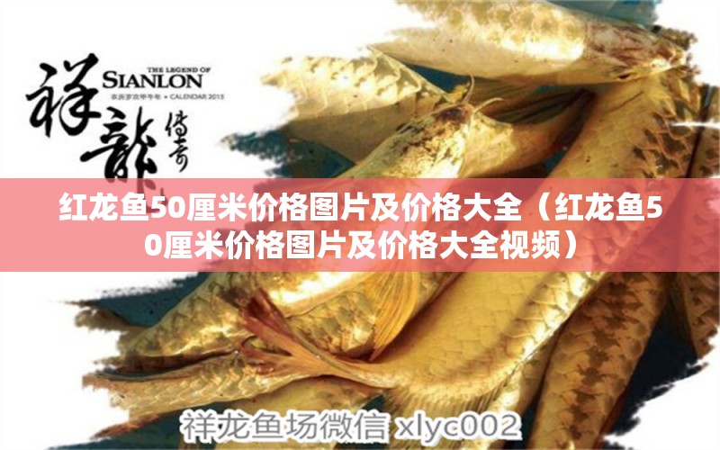 紅龍魚50厘米價格圖片及價格大全（紅龍魚50厘米價格圖片及價格大全視頻） 印尼紅龍魚