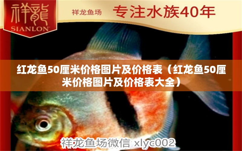 紅龍魚50厘米價格圖片及價格表（紅龍魚50厘米價格圖片及價格表大全）